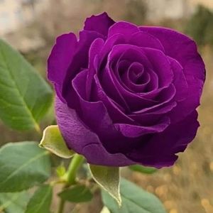 Meet your Posher, Idalia